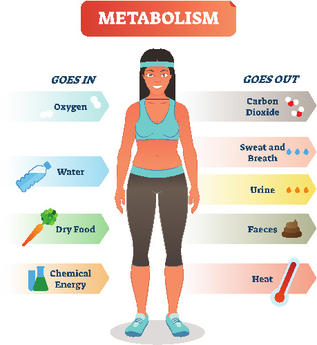 Here is What You Should Try to Speed Up Your Metabolism 